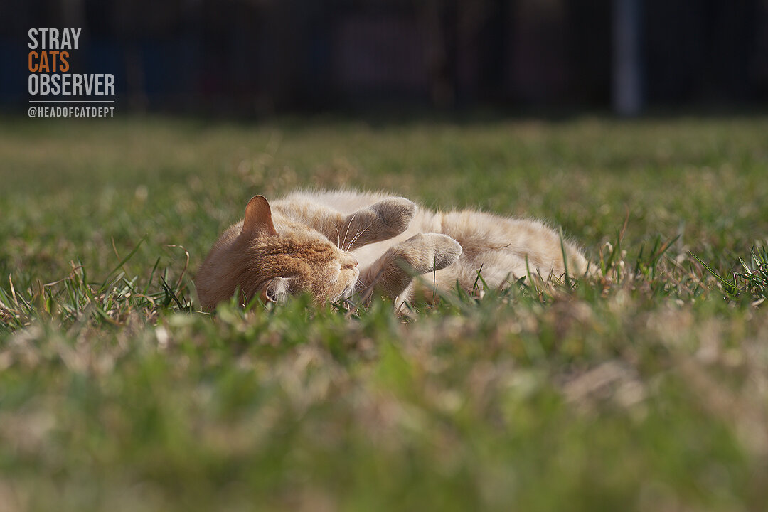 Posted media
