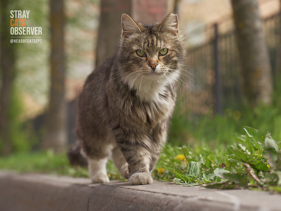 A fluffy cat walks along the curb