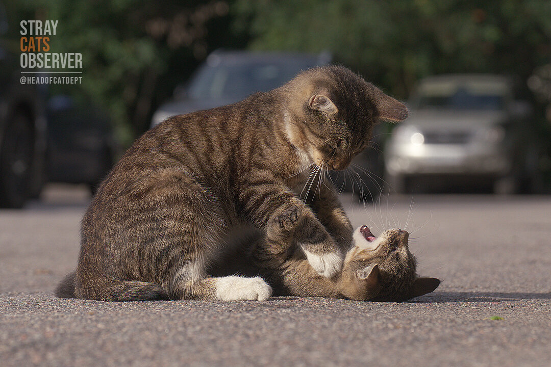 Two kittens are training their wrestling skills (part one)