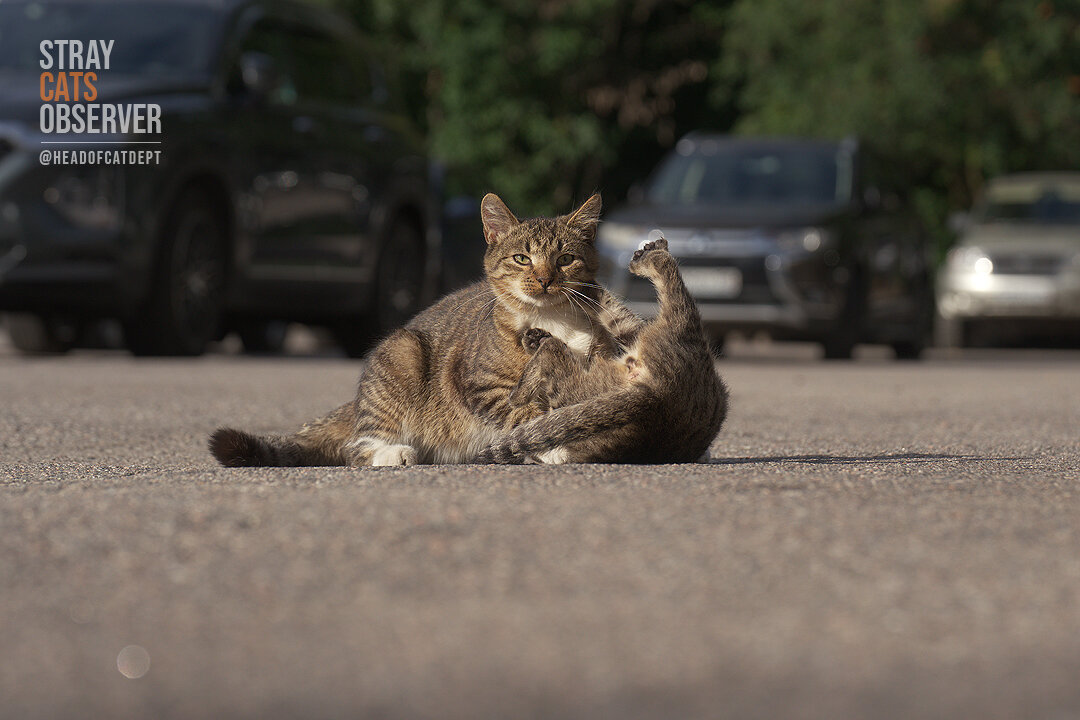 Two kittens are training their wrestling skills (part eight)