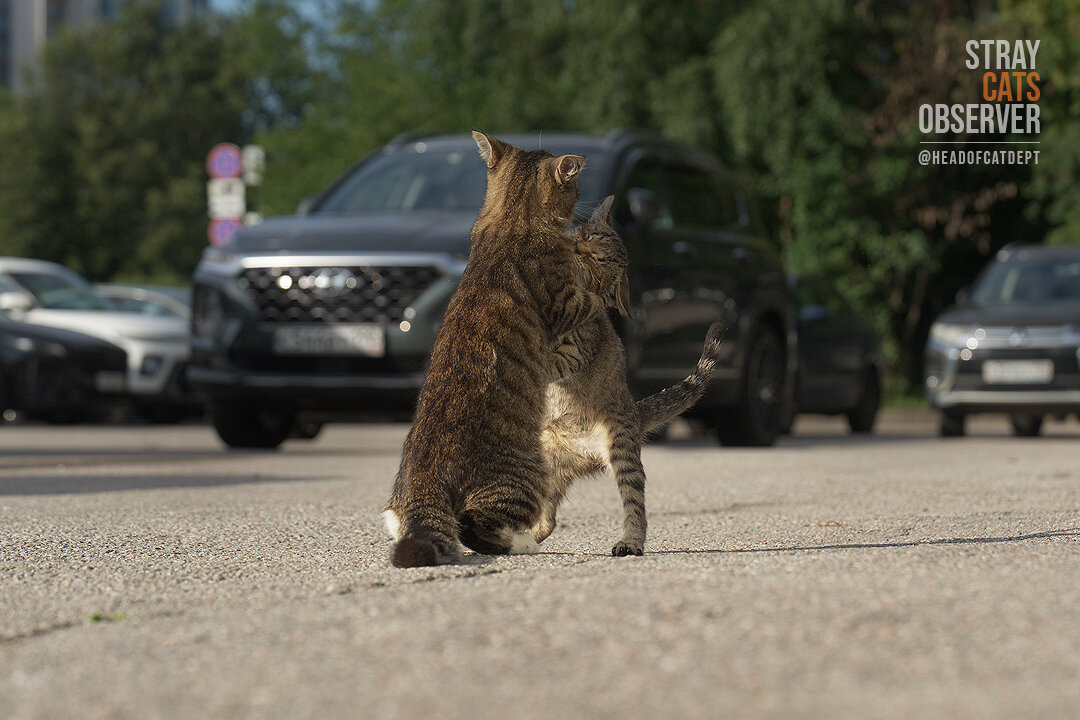 Two kittens are training their wrestling skills (part five)