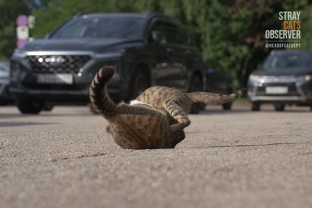 Two kittens are training their wrestling skills (part three)
