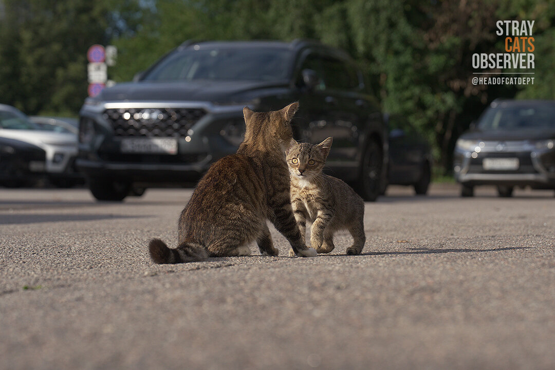 Two kittens are training their wrestling skills (part four)