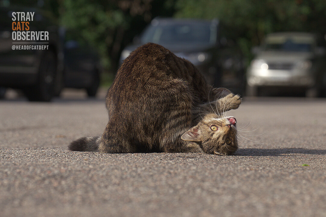 Two kittens are training their wrestling skills (part six)