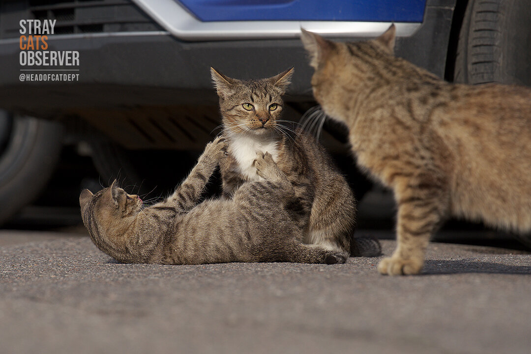 Two kittens are training their wrestling skills (part ten)