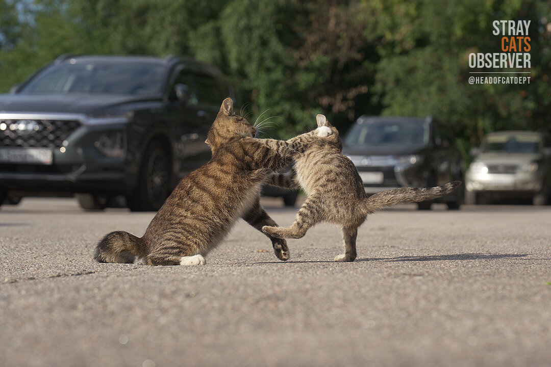 Two kittens are training their wrestling skills (part two)