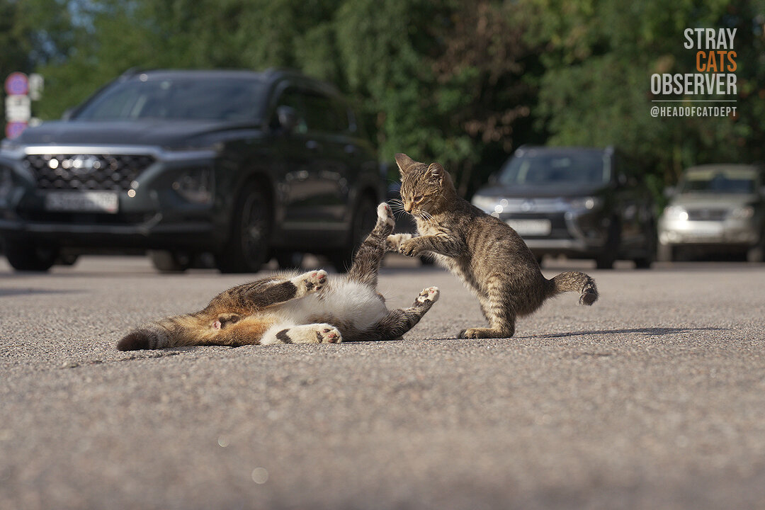 Two kittens are training their wrestling skills (part nine)