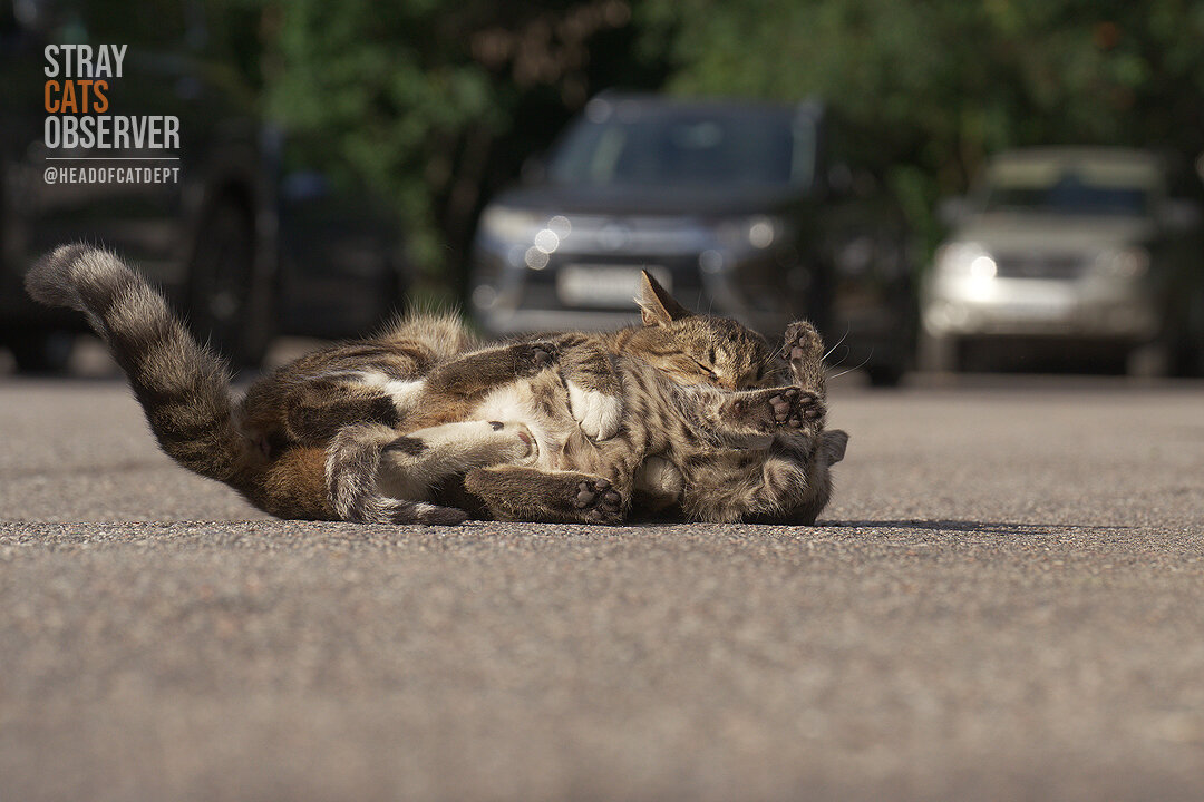 Two kittens are training their wrestling skills (part seven)