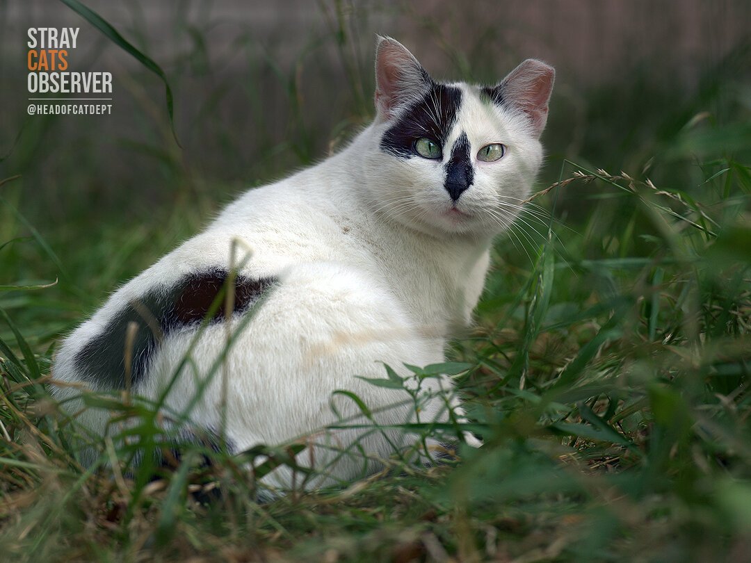 The cow cat sits in the grass and looks at us half-turned