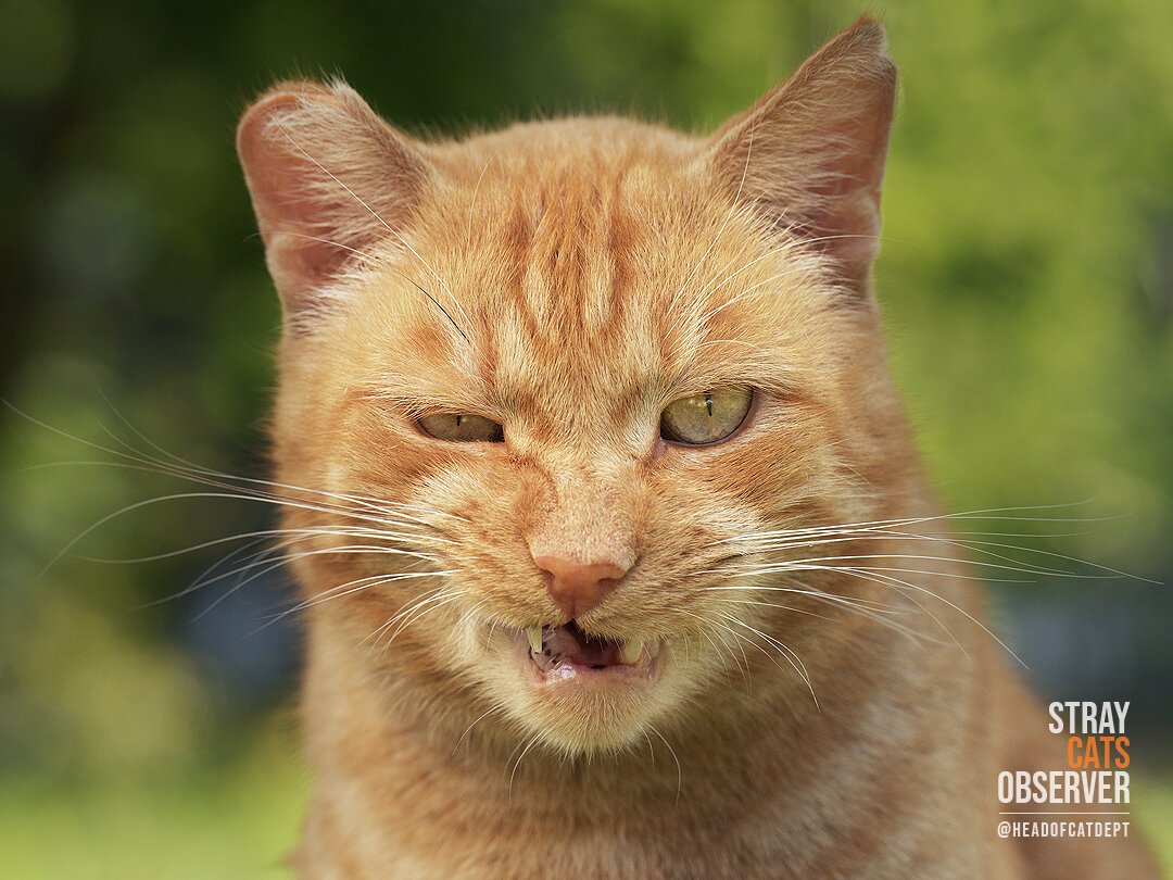 Portrait of a ginger cat with a displeased expression