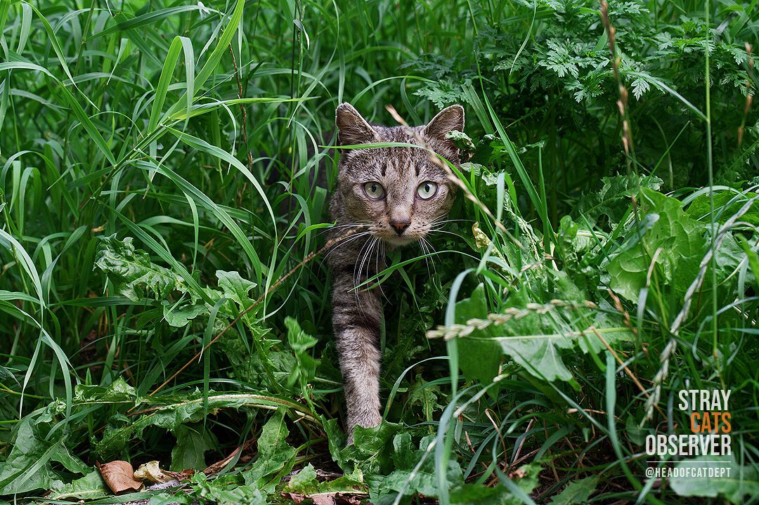 A tabby cat emerges from a thicket of tall grass