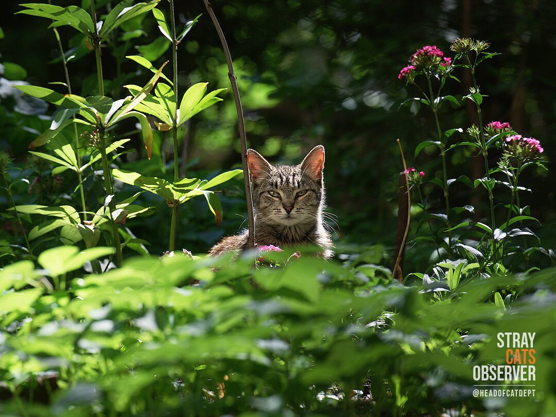 A tabby kitten sits in the sun among flowers