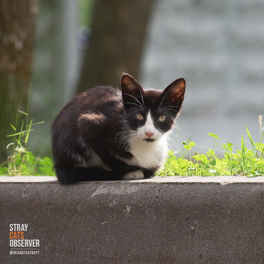 Black and white kitten sitting on the curb