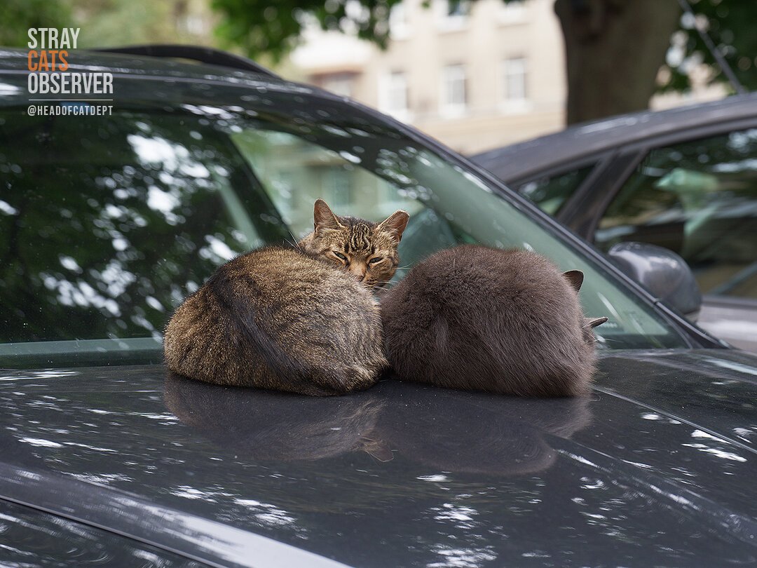 Two cats are resting on the hood of a car with their backs to us