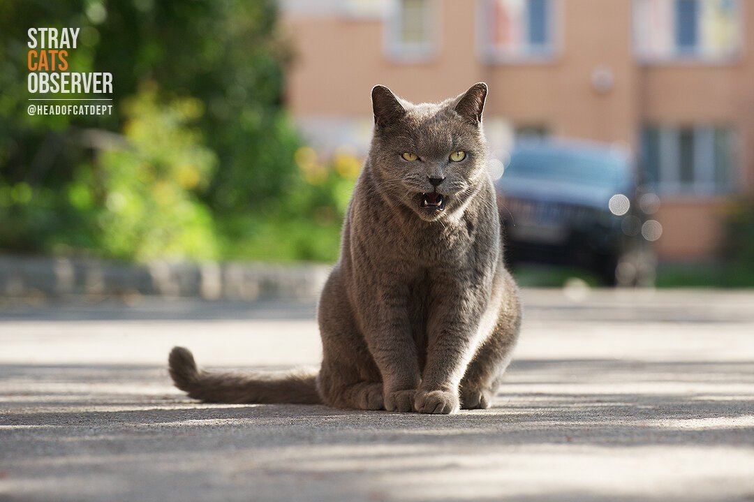 The gray cat sits with a displeased look