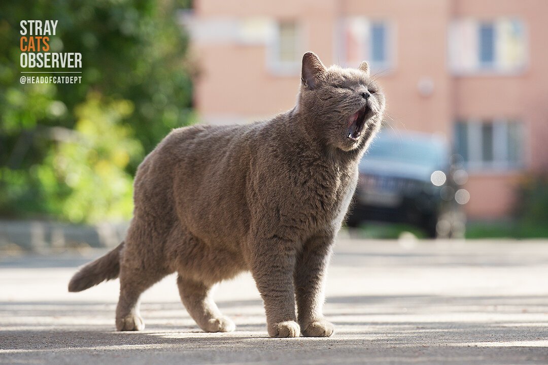 The grey cat gives a battle cry