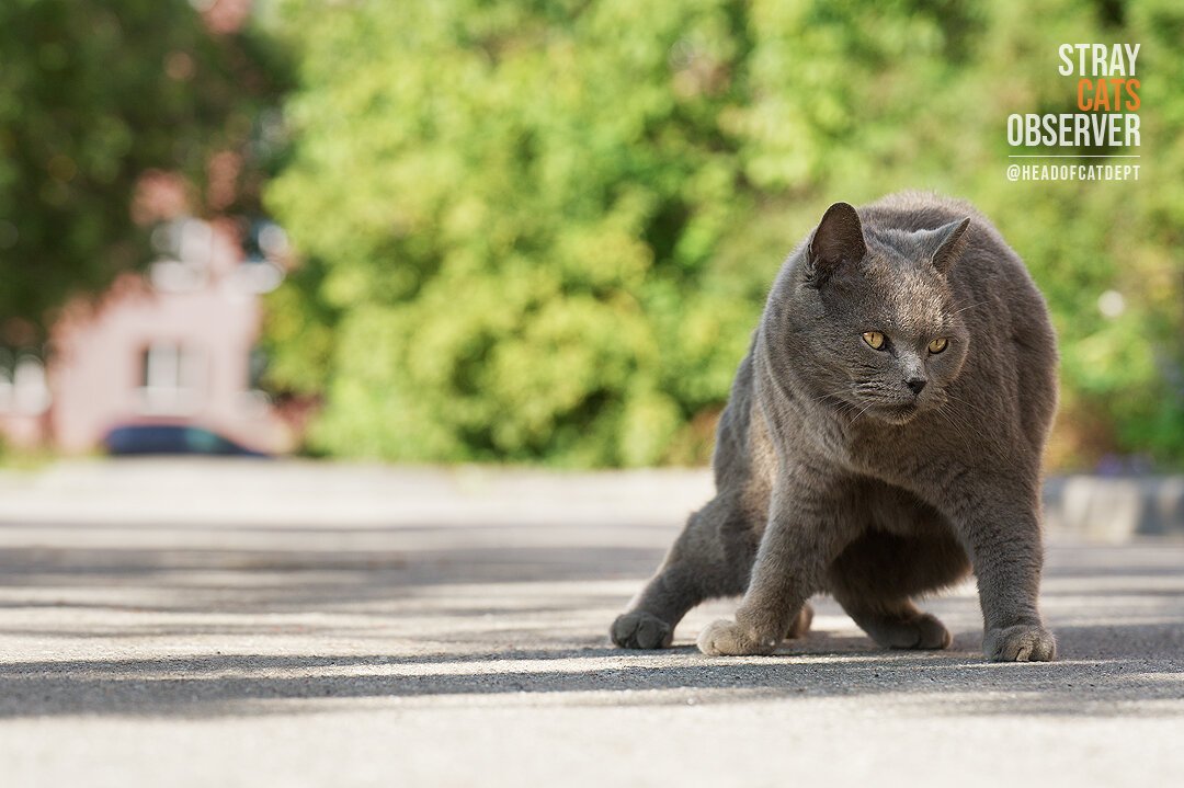 A grey cat assumed a strange pose