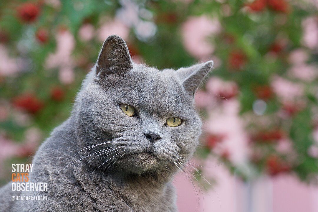 A thoughtful gray cat sits against a background of rowan trees