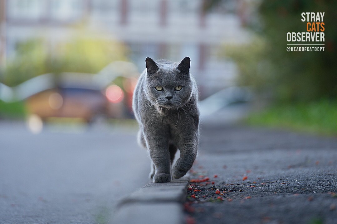 The grey cat is heading towards us (take two)