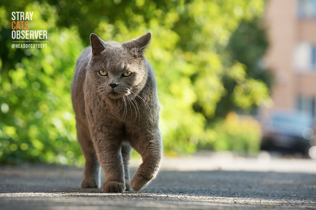 The grey cat is heading towards us (take one)