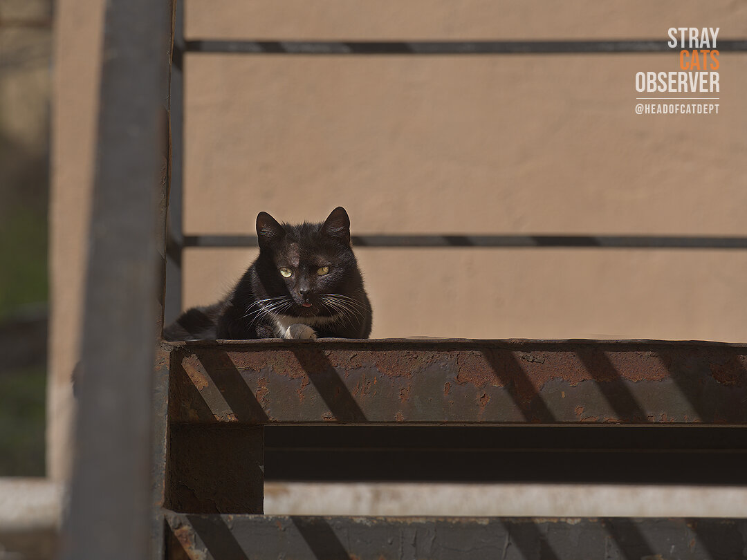 A black and white cat basks in the sun on a rusty metal staircase
