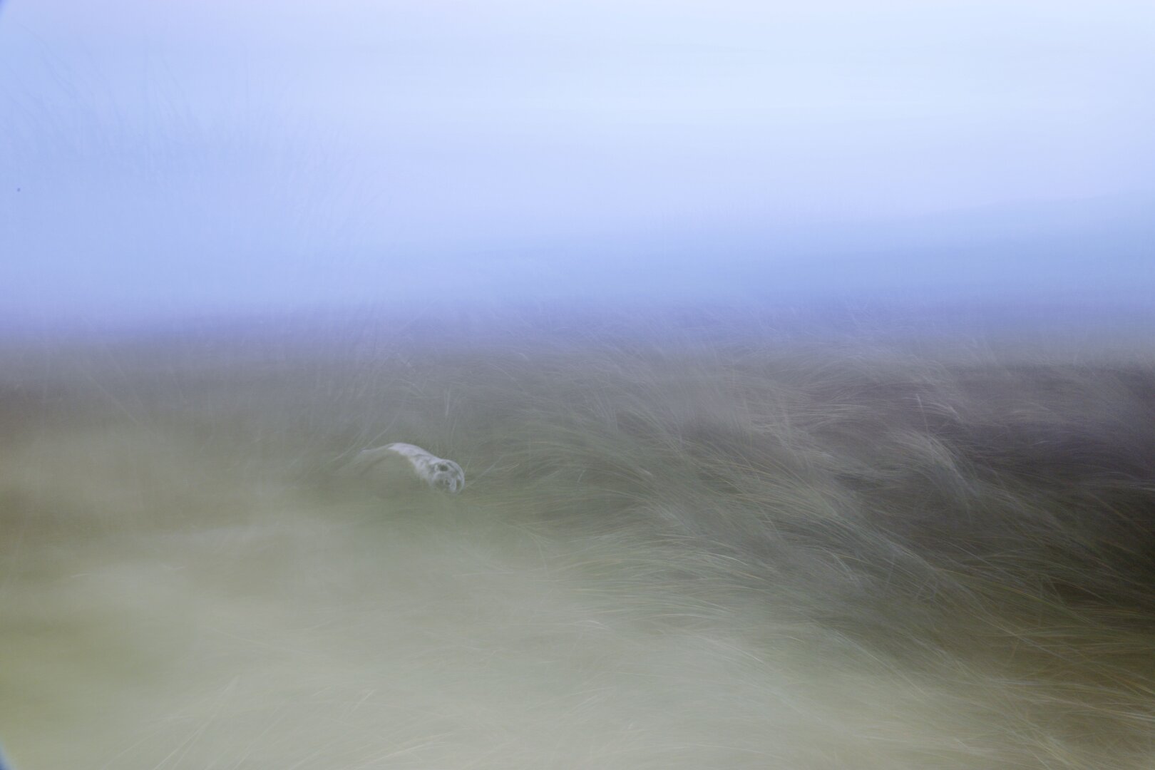 2-3 week old gray seal waiting for her mother between the dunes. Shot with a moving camera.