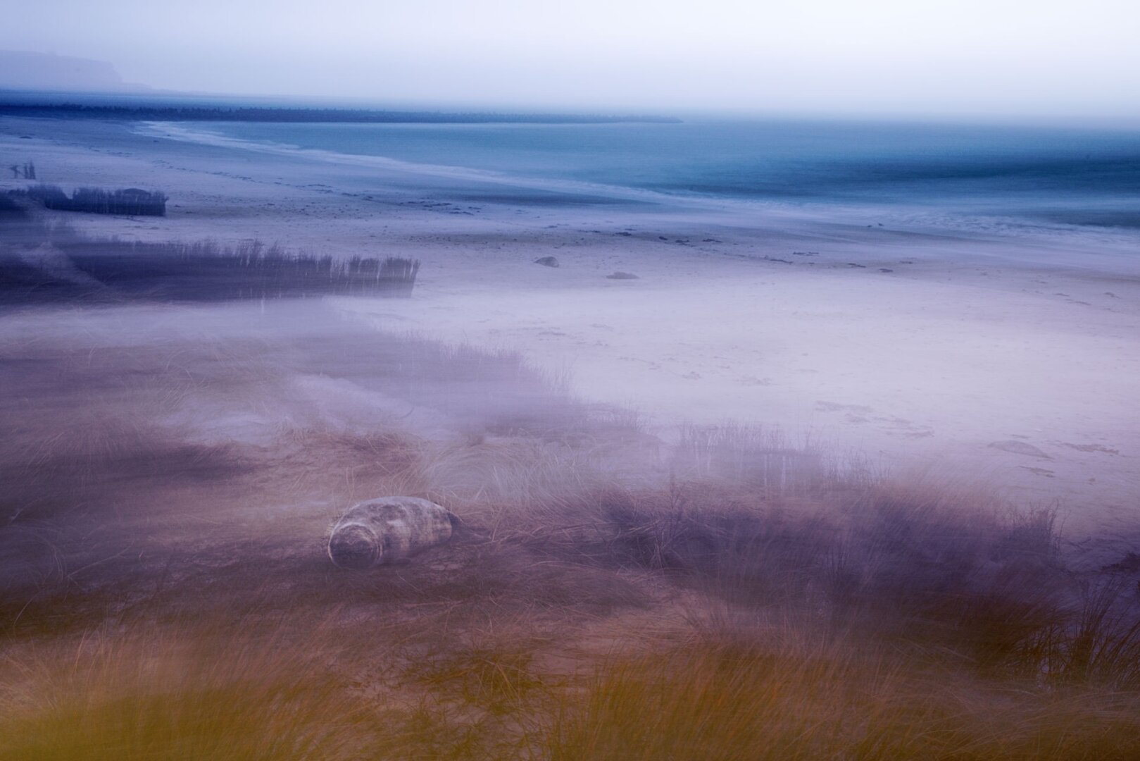 north beach of helgoland with young gray seal.
photographed with a moving camera