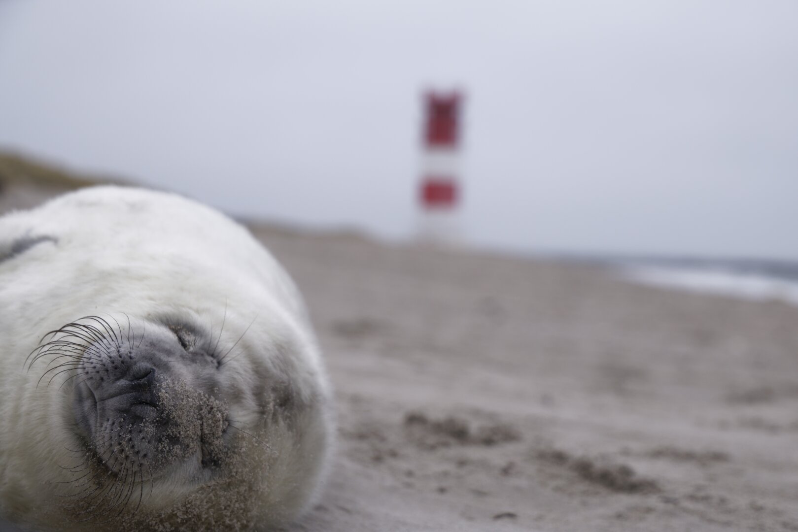 Young gray seal lying on the south beach of the Helgoland dune. A lighthouse in the background.