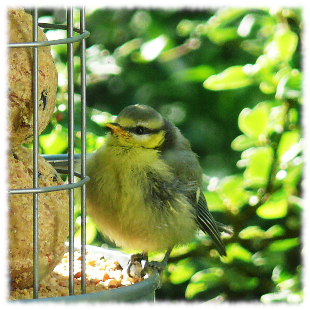 Flauschiges Blaumaisenküken am Futterspender.