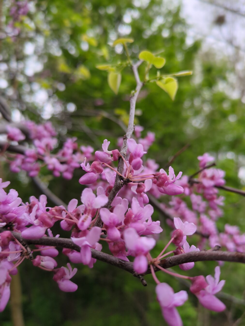 A pink flower that is definitely not sakura.