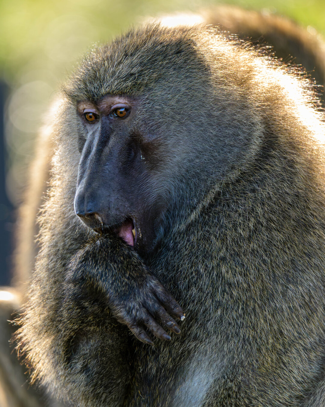 Close-up portrait of an olive baboon in Kenya with warm evening light outlining its fur, licking its fingers after eating against a soft background.