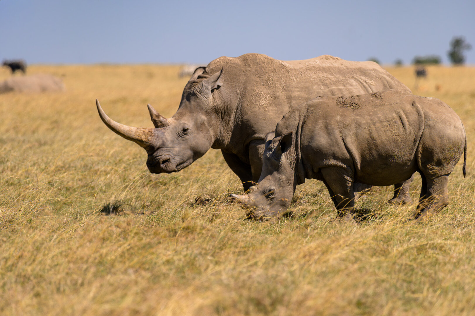 Side-profile photo of a mother White Rhino and her calf walking side-by-side through dry, golden grass under a bright sky. The mother has an exceptionally long, curved front horn, while the calf stays close by her side.