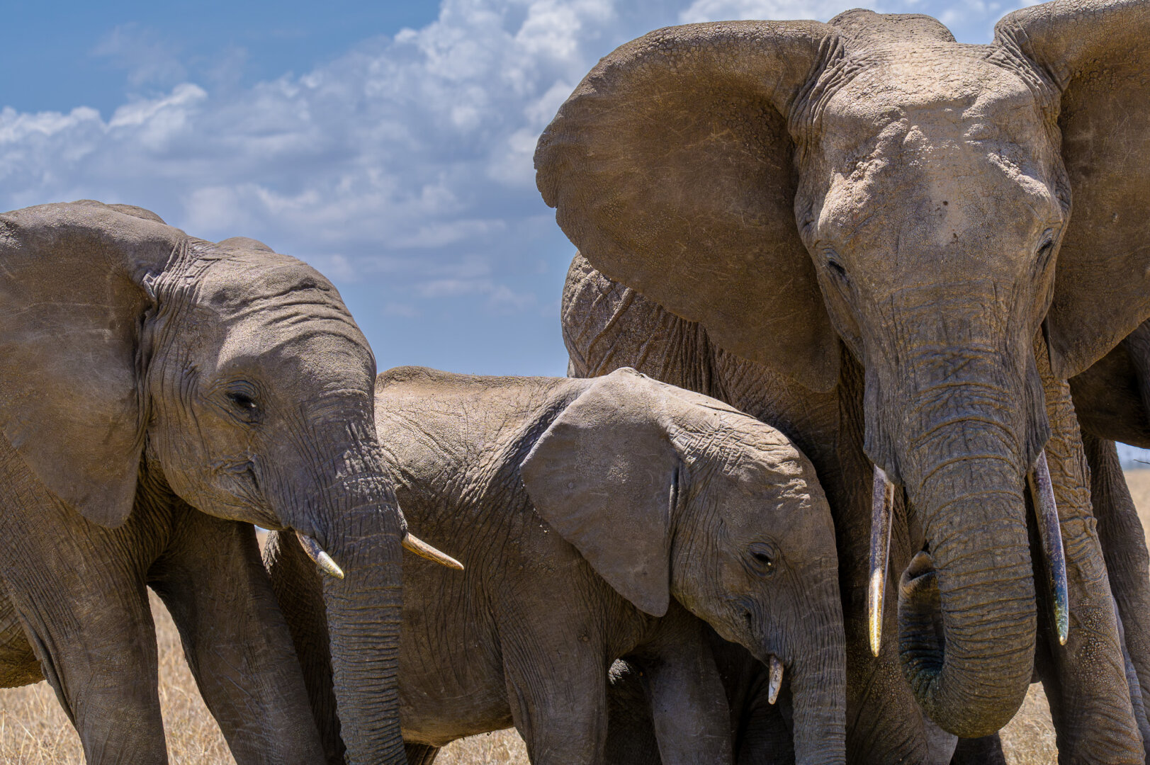Close-up portrait of three African elephants standing side-by-side: an adult with wide ears, a younger elephant, and a calf nestled safely in the middle under a partly cloudy blue sky.
