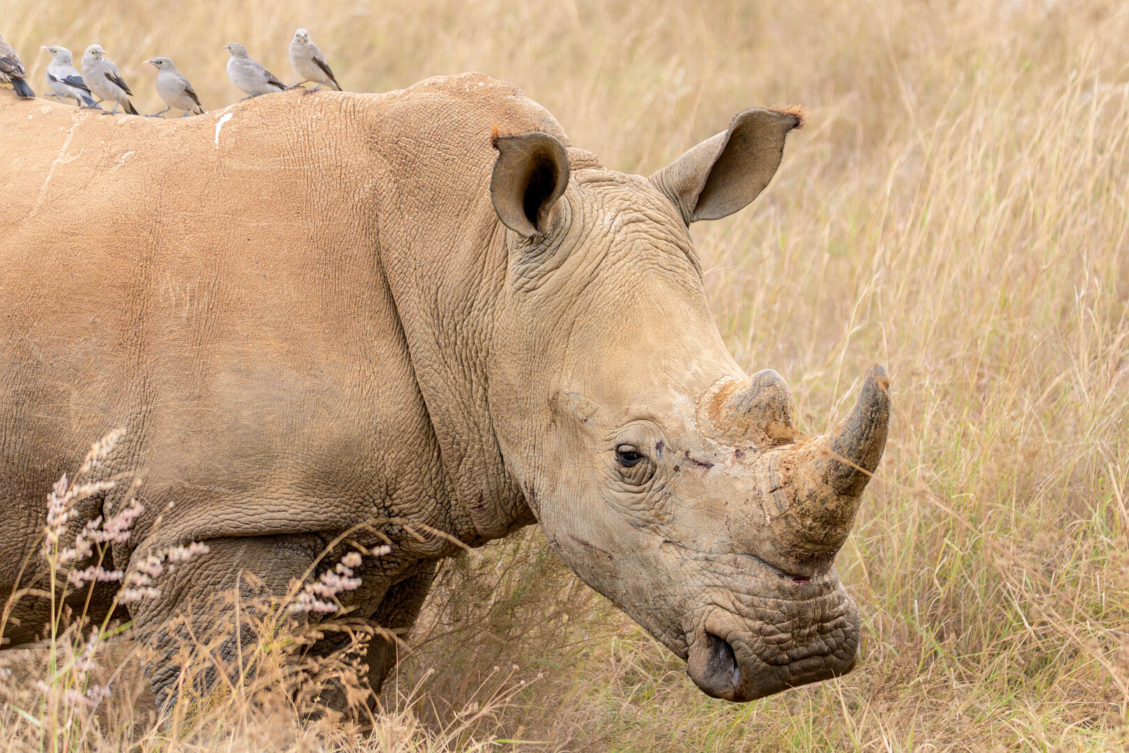 Profile shot of a White Rhino walking through dry grass, with a neat row of oxpeckers perched on its back. The background is a soft, muted grassland.