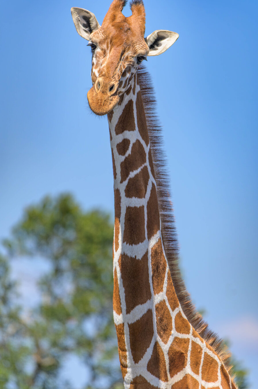 Vertical close-up of a reticulated giraffe's head and neck, looking directly at the camera with a clear blue sky and blurred green trees in the background.