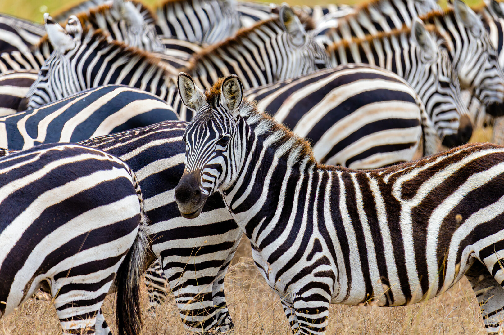 A close-up photo of a herd of zebras in dry, golden grass. One young zebra is sharply focused in the foreground, looking directly at the camera, while a dense pattern of other zebras blends together in a blurry, abstract background.