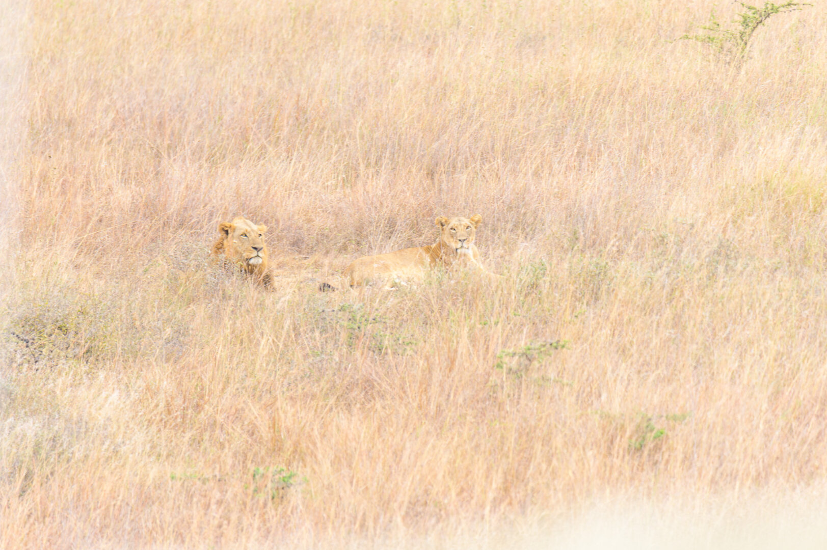 High-angle photograph of a dense field of dry, tall golden-brown grass. Nestled in the center are two lions, a male and a female, lying down and looking up at the camera, nearly invisible against the grass.