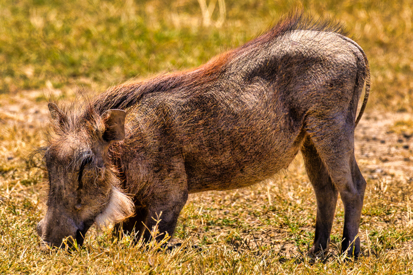 Alt Text: Full-body profile shot of a warthog in dry golden grass, kneeling on its front wrists to graze with its snout down near the ground. Its reddish coarse mane and facial whiskers are lit by warm sunlight.