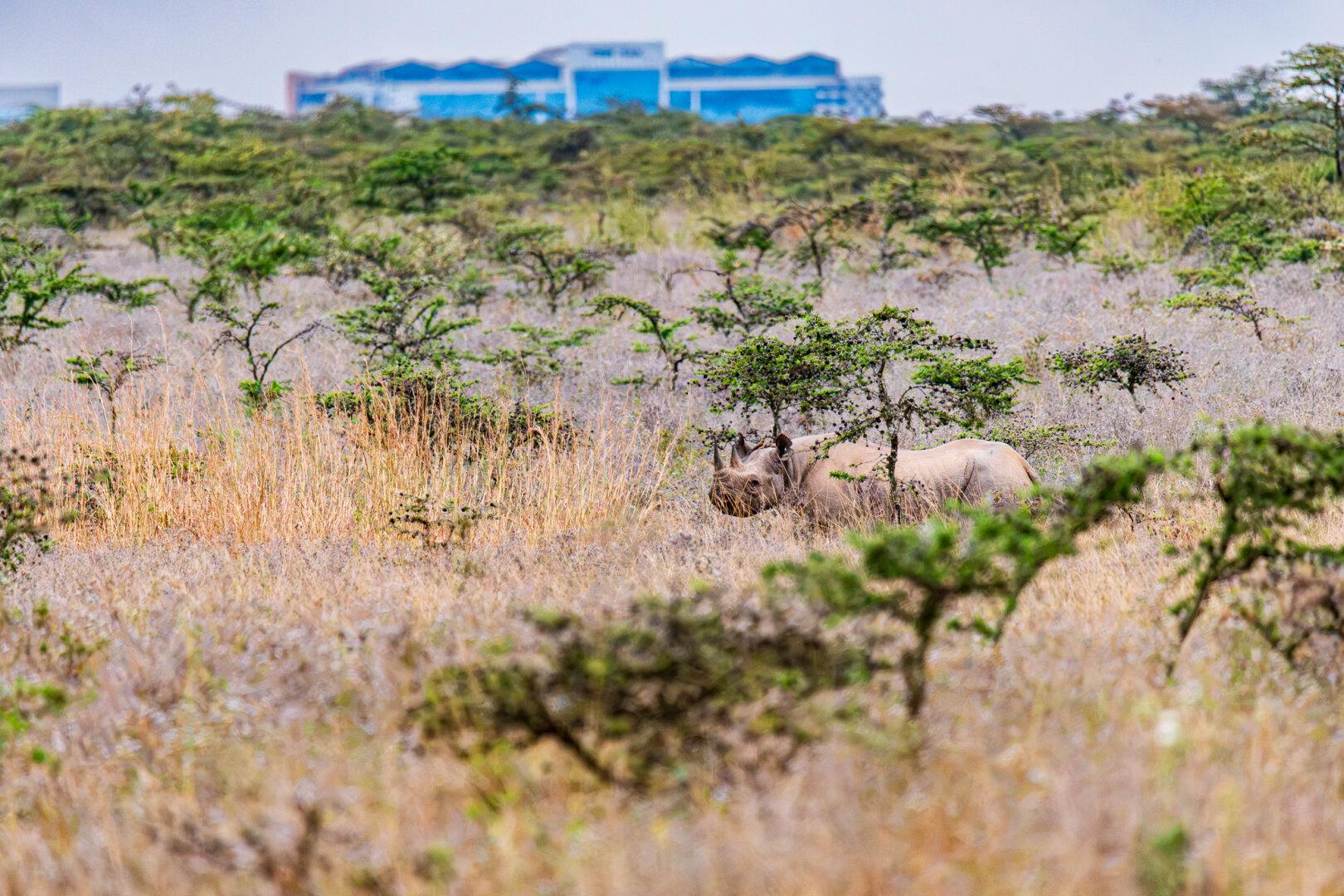 Wide landscape photograph showing a critically endangered black rhino standing in low acacia scrubland, with a large, modern blue industrial building blurred in the background horizon.