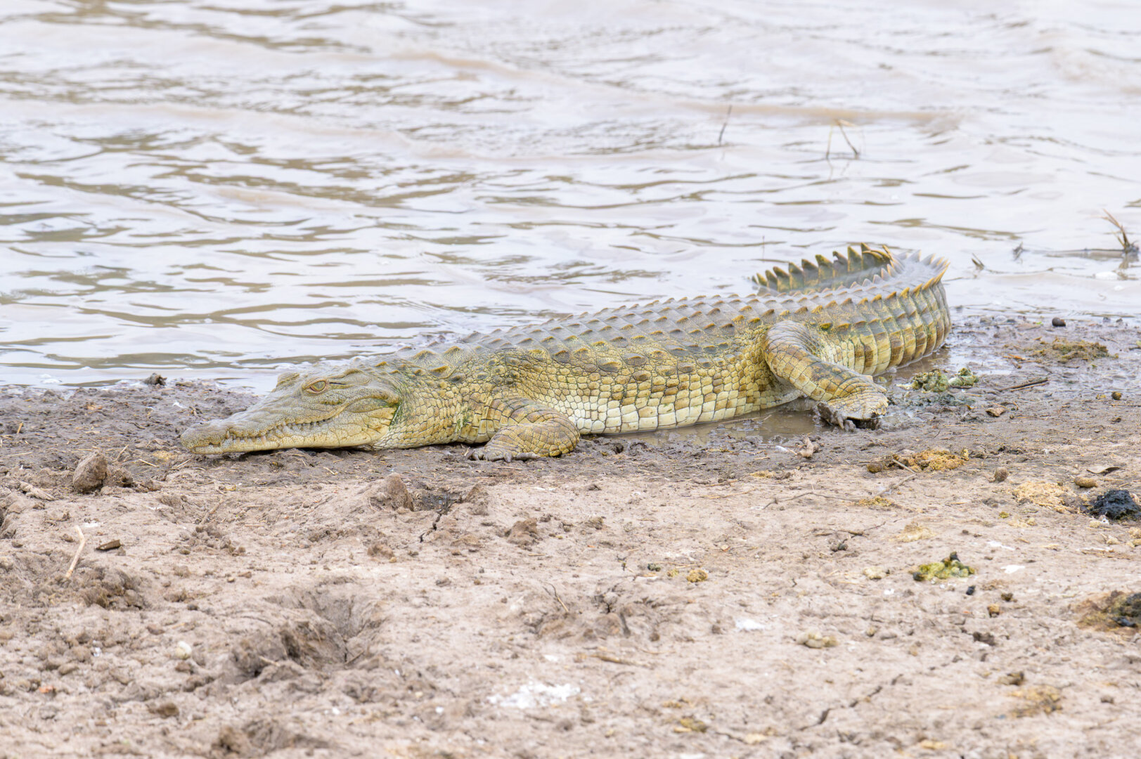 Full-body high-angle photo of a medium-sized Nile Crocodile lying on a dry, muddy riverbank next to a rippling river. Its scaly hide, a gradient from tan on its head to dark gray on its tail, is a perfect textural match for the earth.