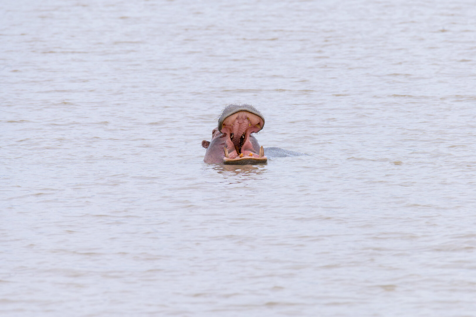 High-angle shot of a hippo surfacing in calm, pale water. Its mouth is stretched open as wide as possible, showing the complete internal structure, palate, massive incisors, and smaller teeth. The water is smooth around its neck.