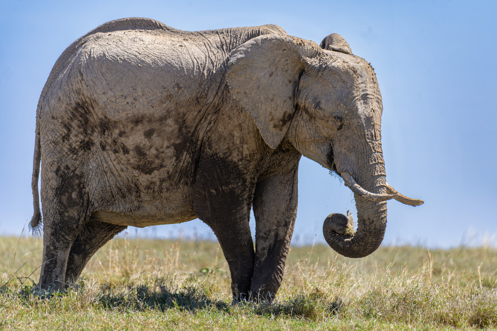 Alt Text: Full-body profile shot of an African elephant standing in short grassland under a bright blue sky. Its hide is covered in dried mud, and its trunk curls upward as it holds a fresh tuft of grass.