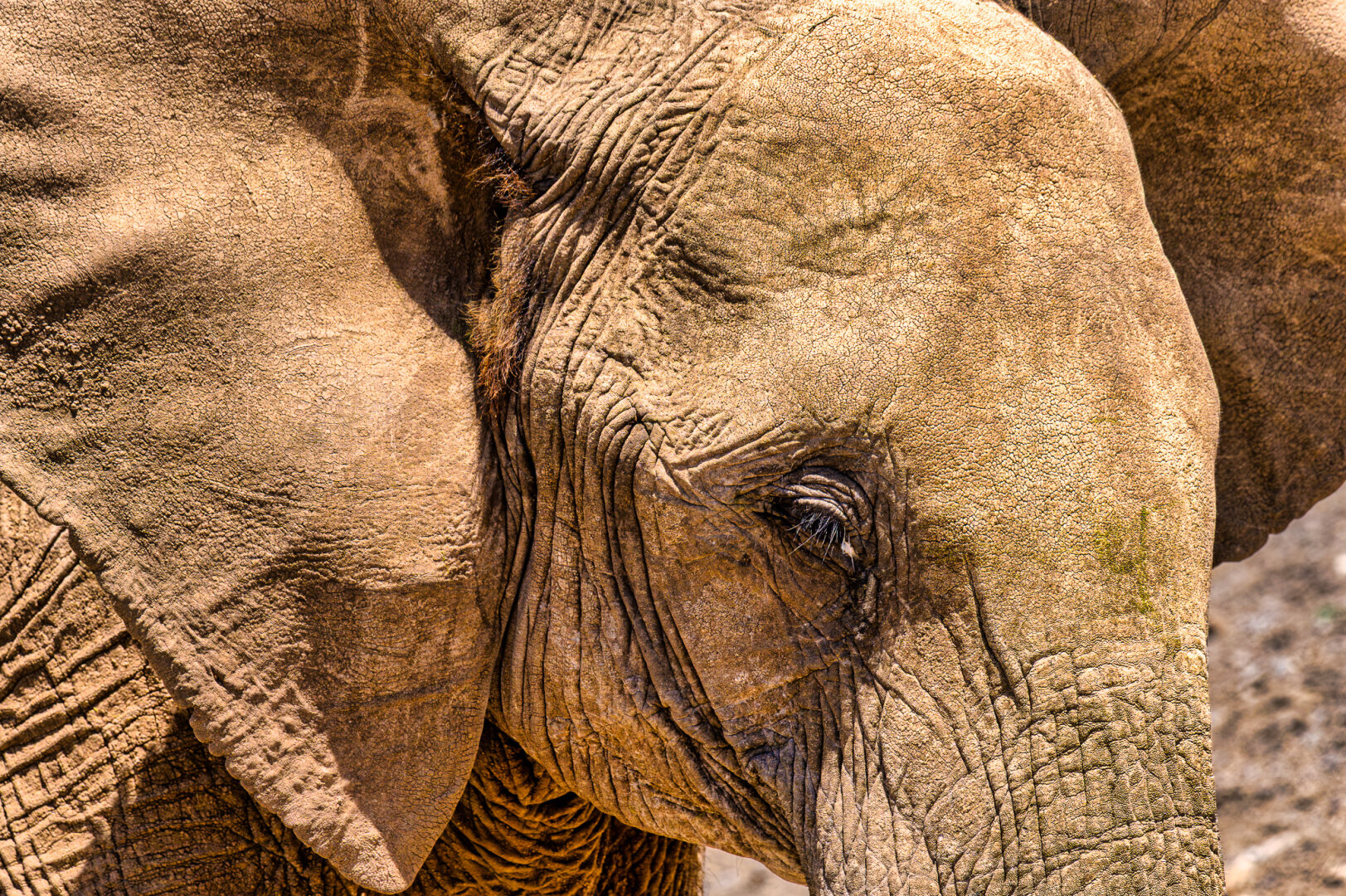 Extreme close-up portrait of an African elephant's head and large ear, showcasing deep wrinkles, thick lashes over a calm eye, and mud-dusted skin illuminated by harsh sunlight.