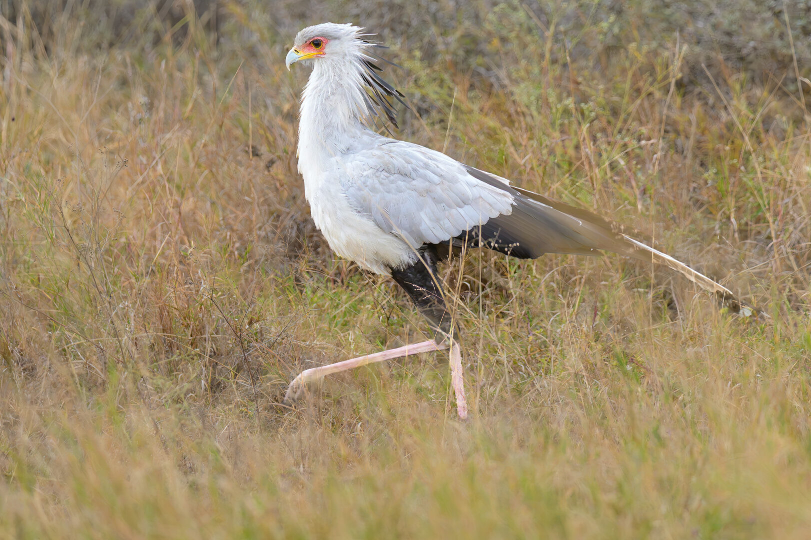 Full-body profile portrait of a Secretarybird walking from left to right through dry savanna grass. The bird has pale grey plumage, striking orange skin around its eye, a prominent feather crest swept back by the wind, and long pinkish legs in mid-step.