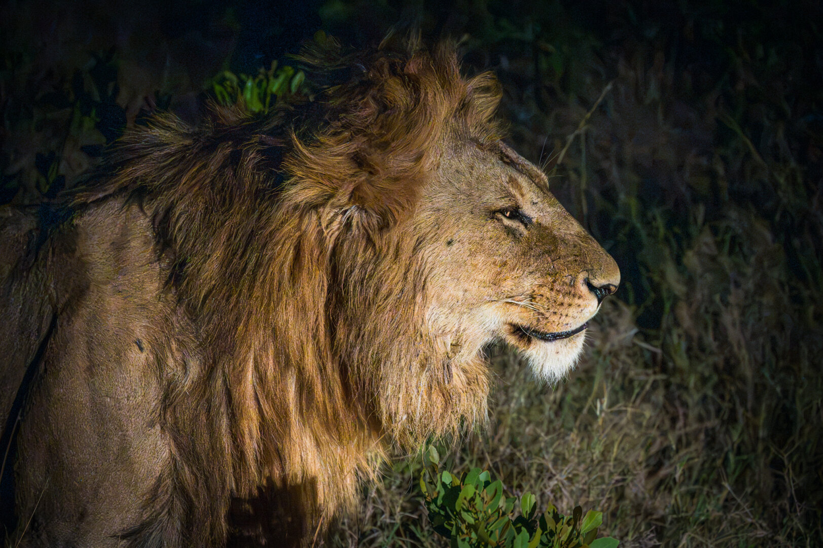 Close-up side-profile portrait of a magnificent male lion lit up at night. His golden-brown mane is thick and slightly blown back by the wind, and his amber eye looks intently into the dark background.