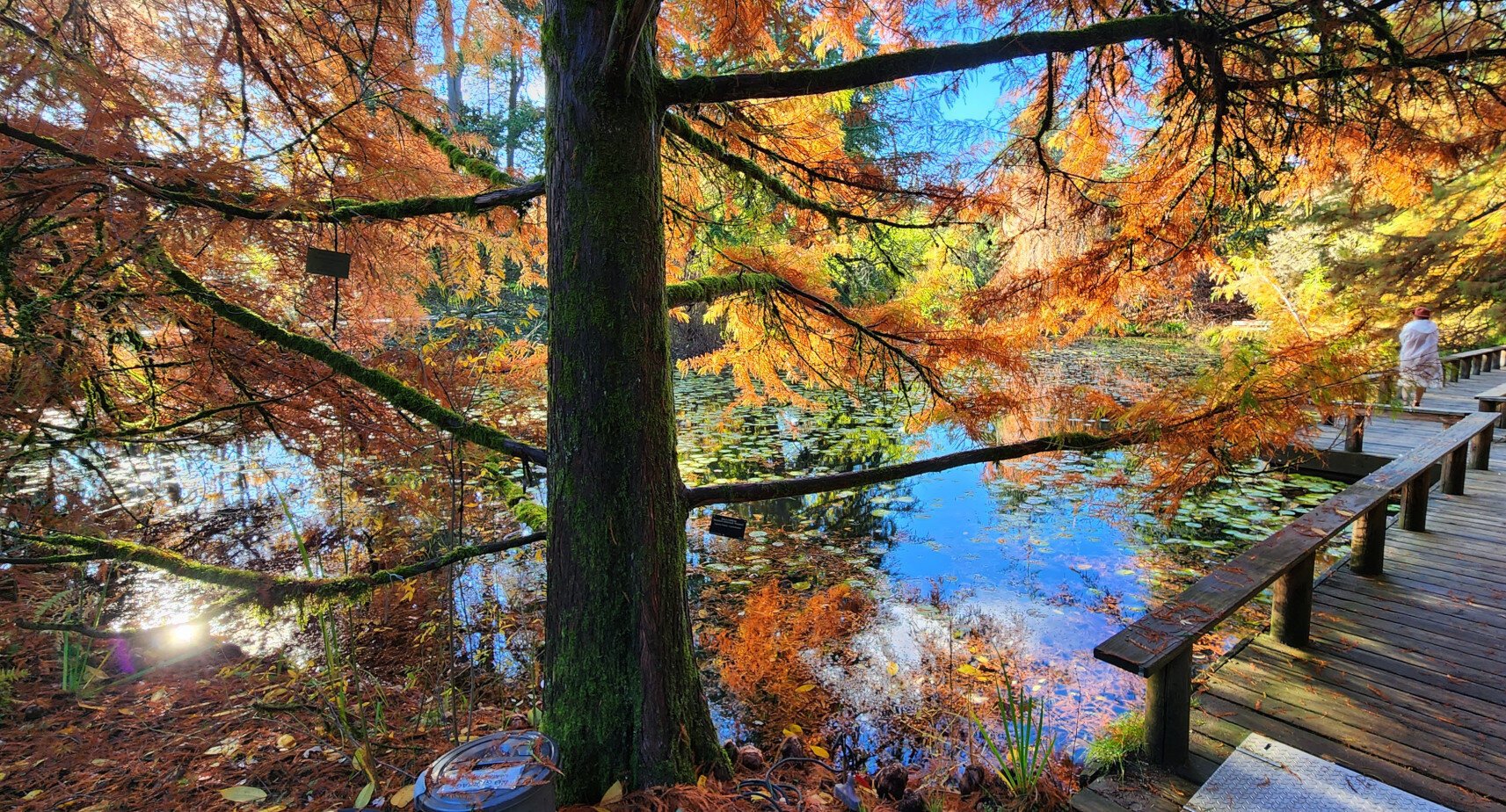 Shot of fall colored trees by a lake.