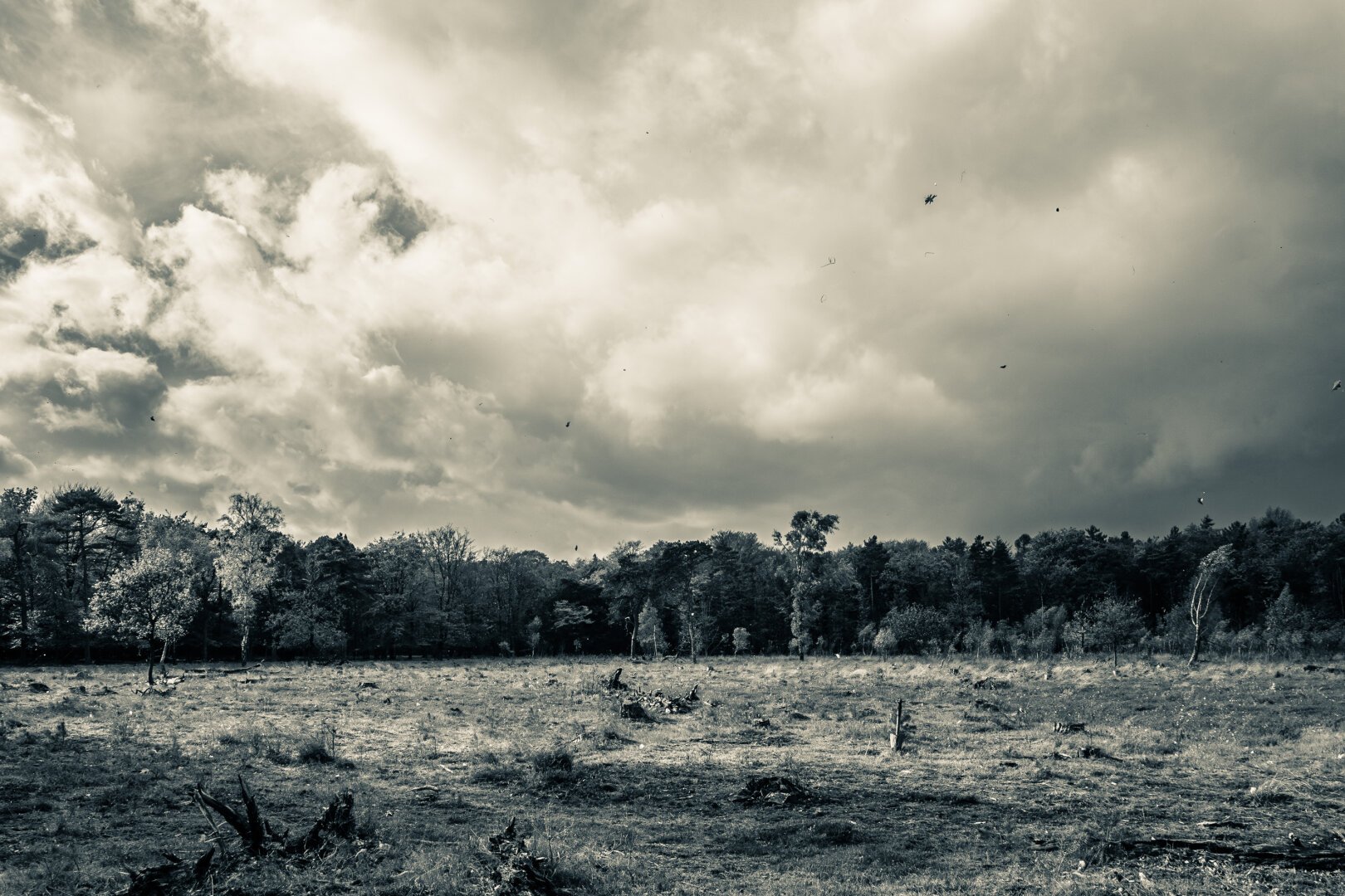 Duotone image of trees bowed over in heavy wind. Stormy clouds over the trees, and leaves can be seen in the air.