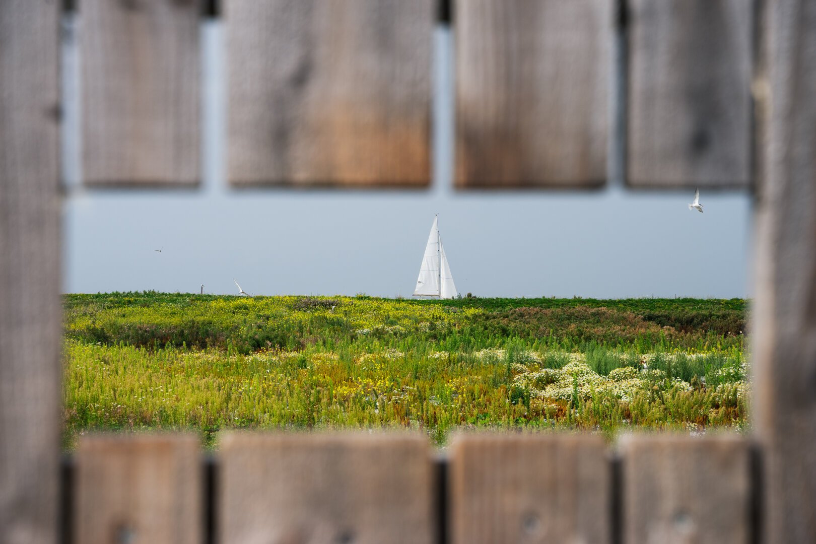 Sails of a boat peeking over a green carpeted dike. Framed by wooden slats of a bird viewing screen.