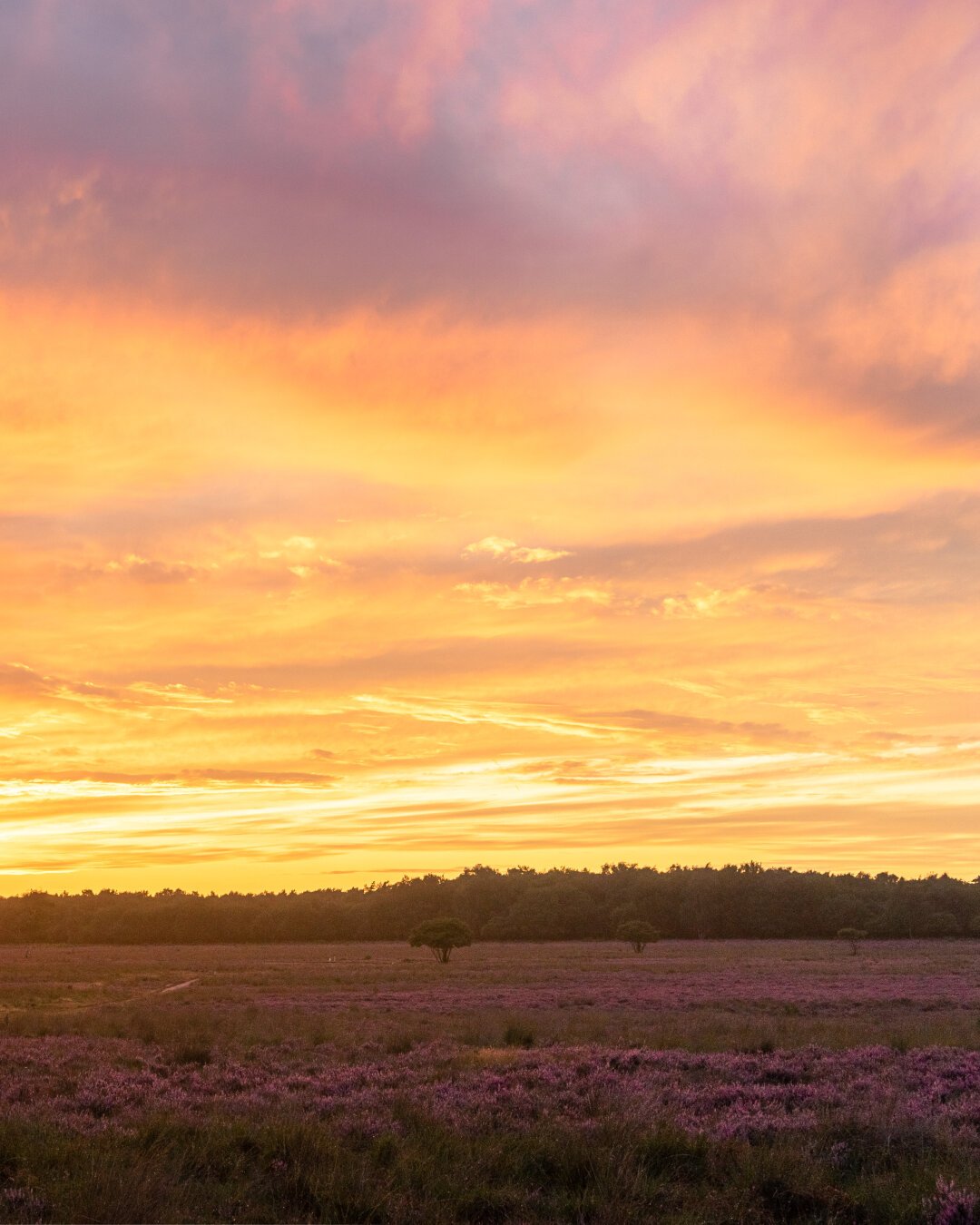 Gold, pink en purple sunset clouds over a purple blooming heather field.