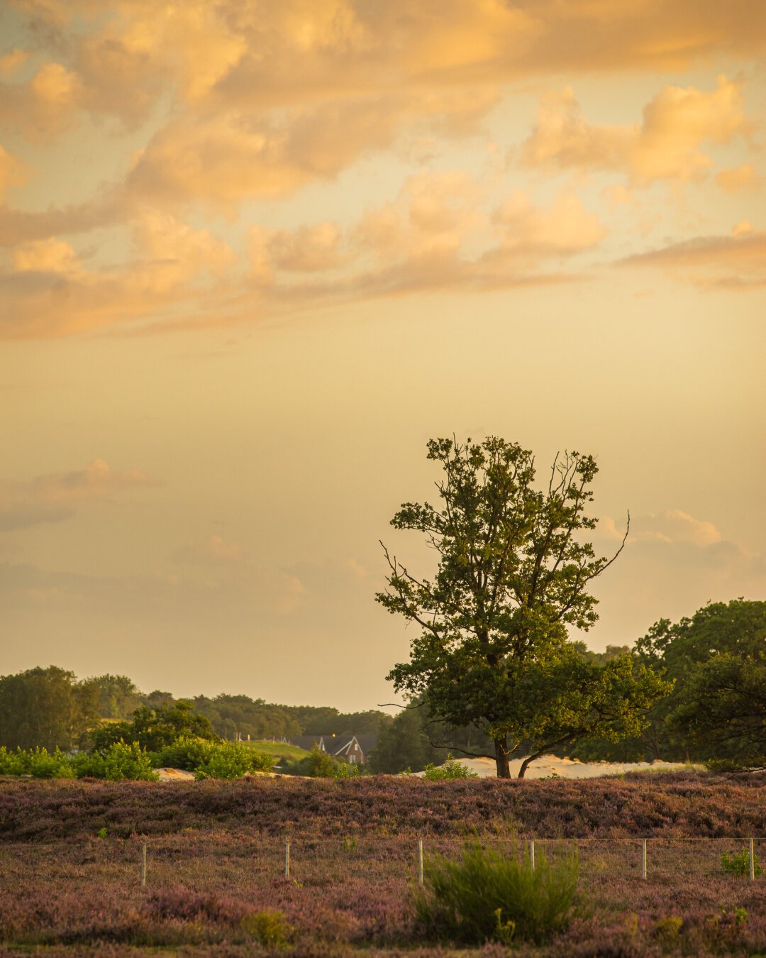 An almost painterly image of an isolated tree in a field of heather plants. Golden clouds overhead and a pinkish hue to the background sky.